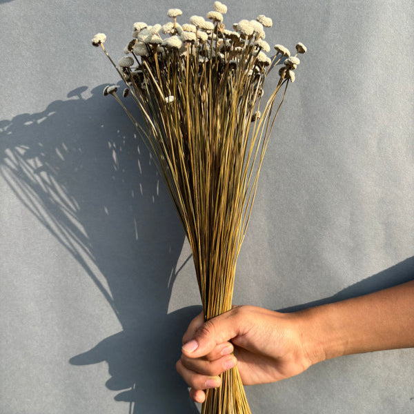 Buttercups - White | Set of 50 sticks