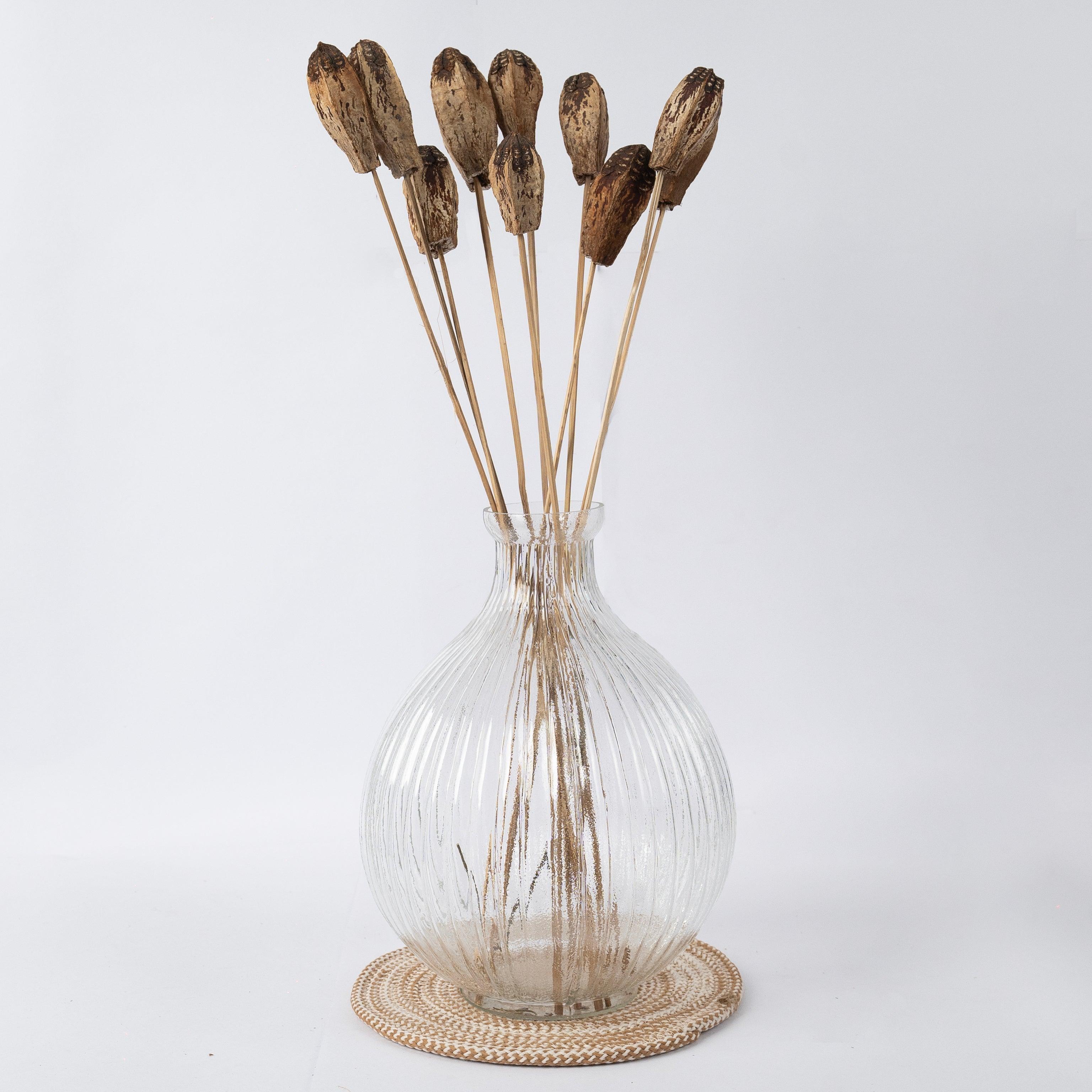 Natural Dried Mahogany Pods | Vase Filler for Home Decor | Set of 10 Dried Mahogany Stems