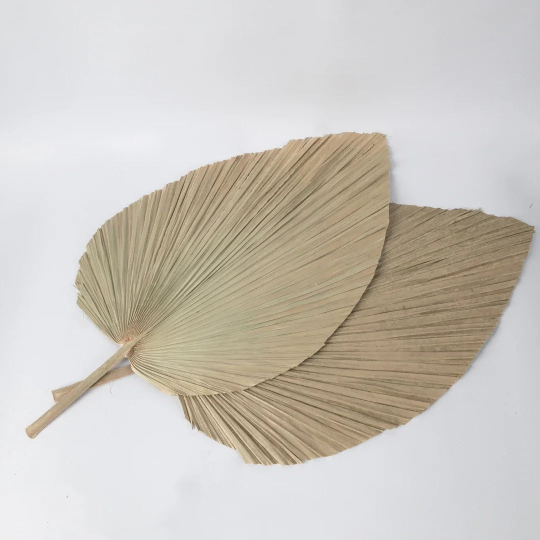 Jumbo Spear Palm | Natural