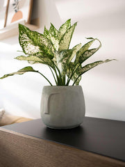 Face Concrete Planter for Living Room | Grey Modern Nordic Indoor & Outdoor Plant Pot