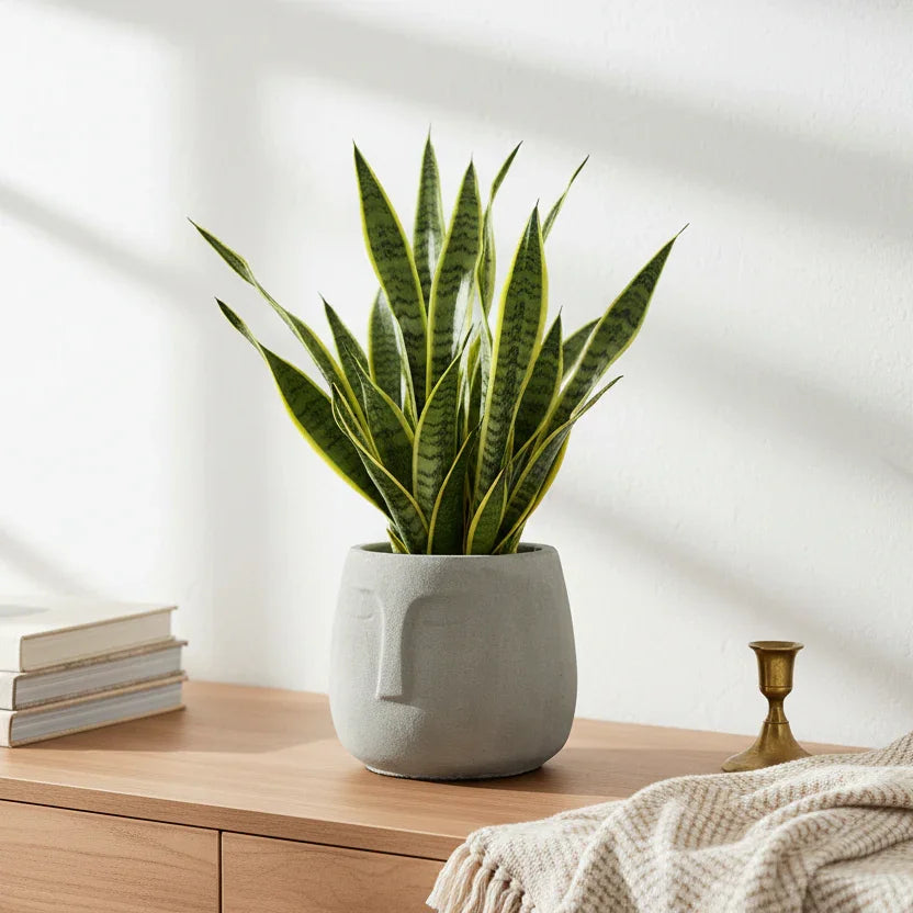 Face Concrete Planter for Living Room | Grey Modern Nordic Indoor & Outdoor Plant Pot