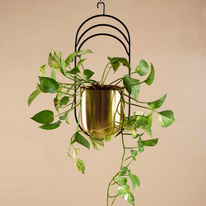 Gold & Black Iron Plated Sirius Hanging Planter | Flower Pot For Indoor & Outdoor Decor