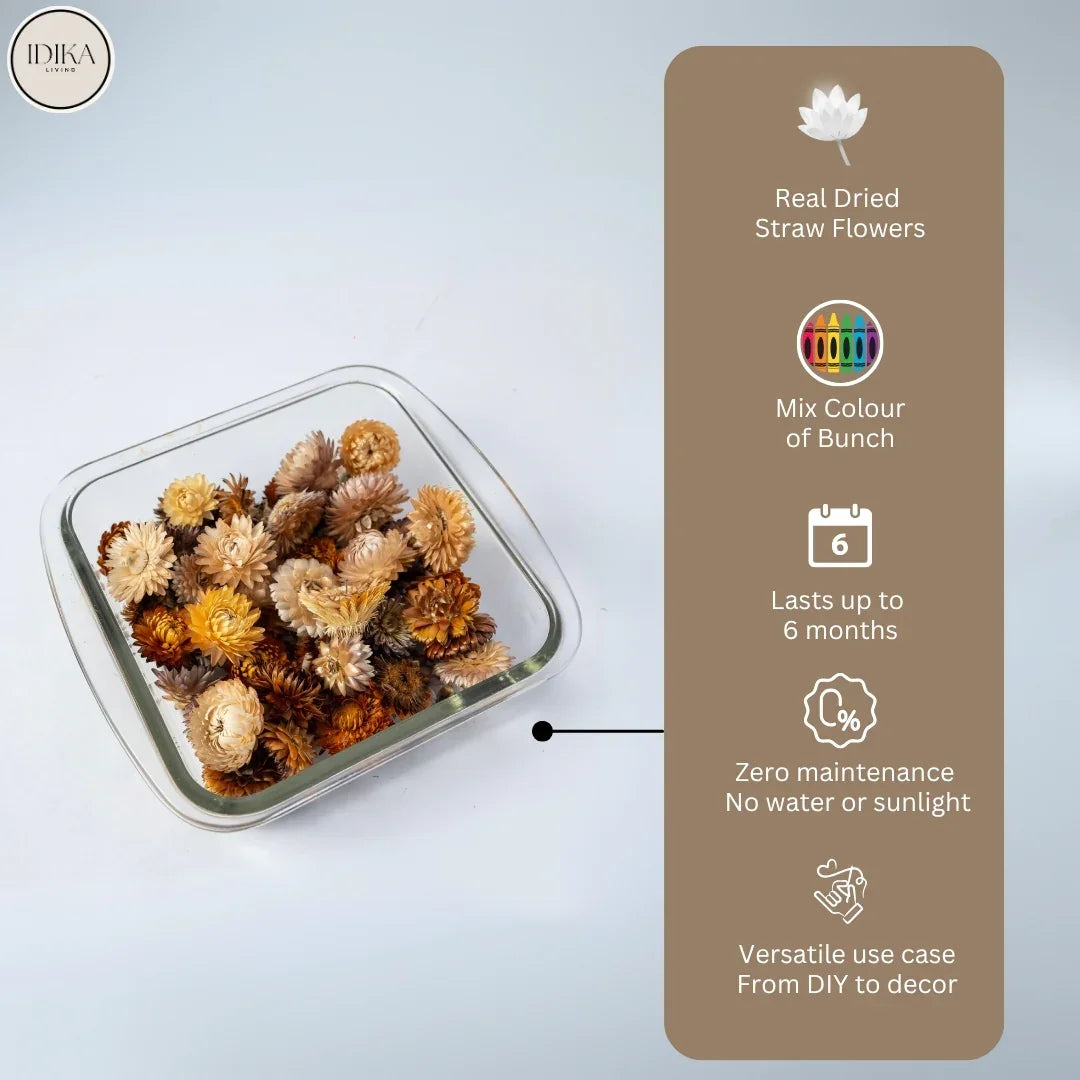 Straw Flowers | Multicolor