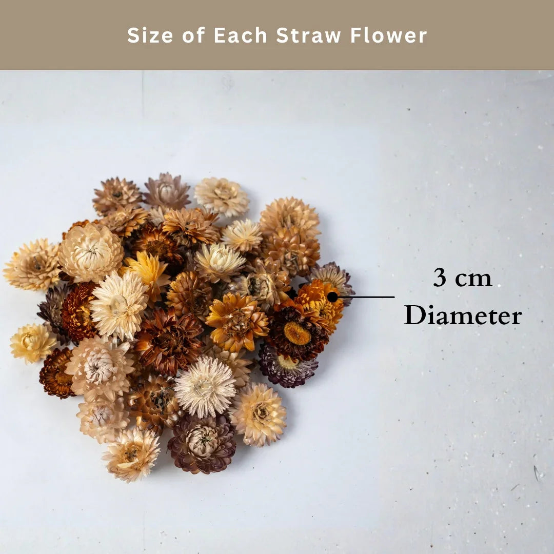 Straw Flowers | Multicolor
