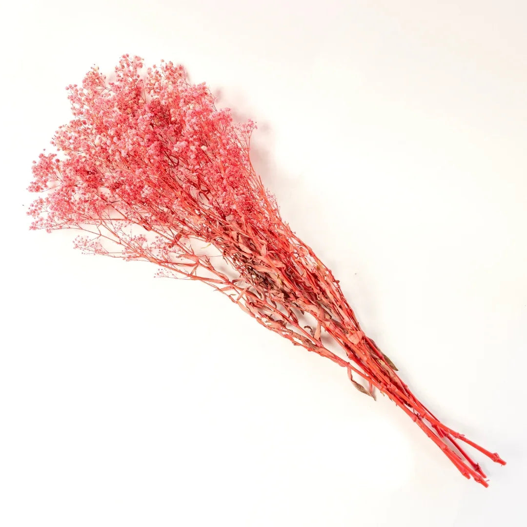 Preserved Baby's Breath