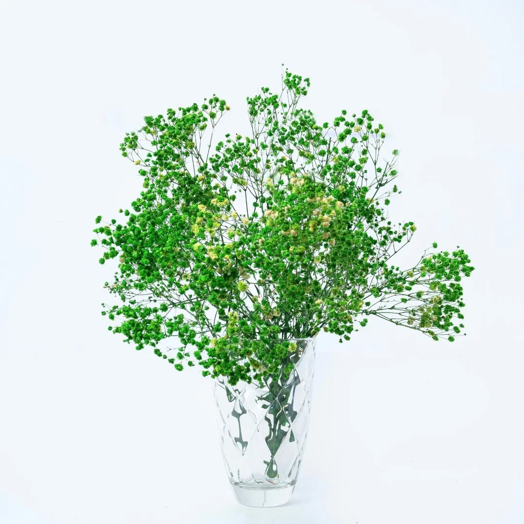 Preserved Baby's Breath