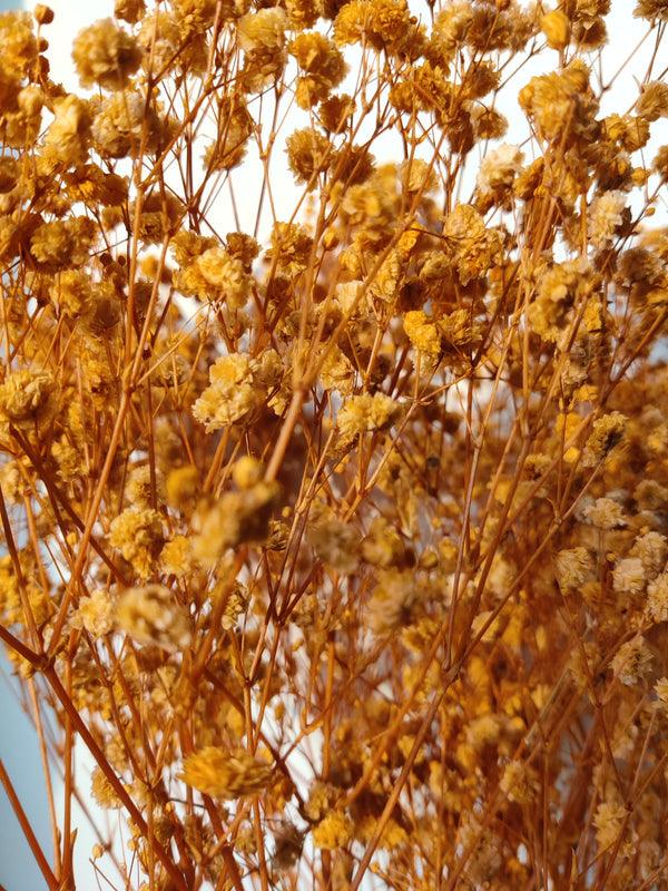 Baby's Breath - Orange