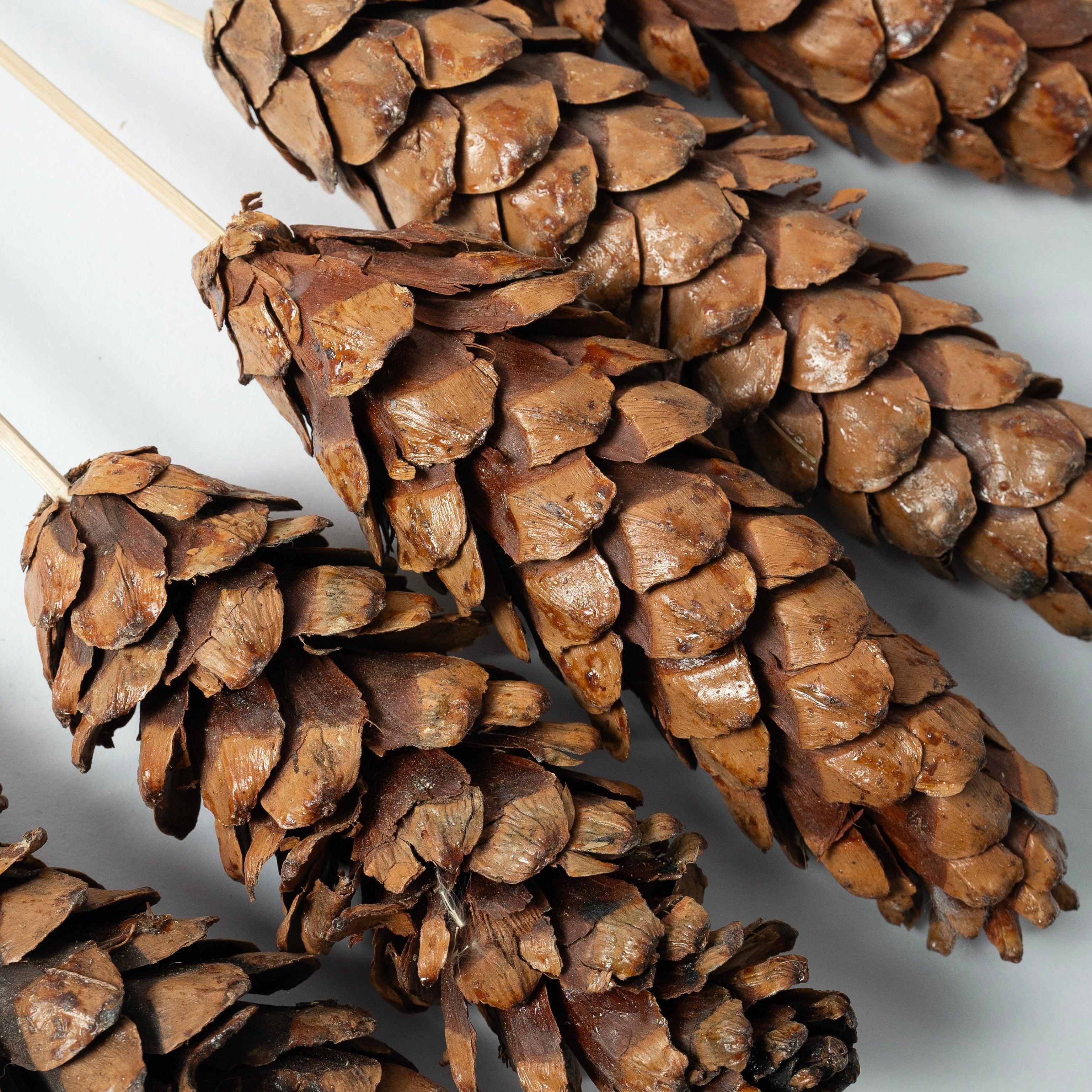 Dried Strobus | Natural