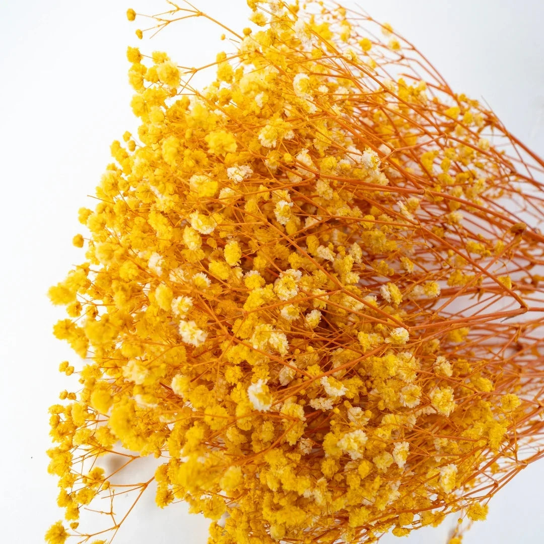 Preserved Baby's Breath