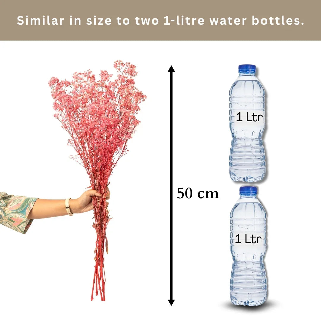 Preserved Baby's Breath