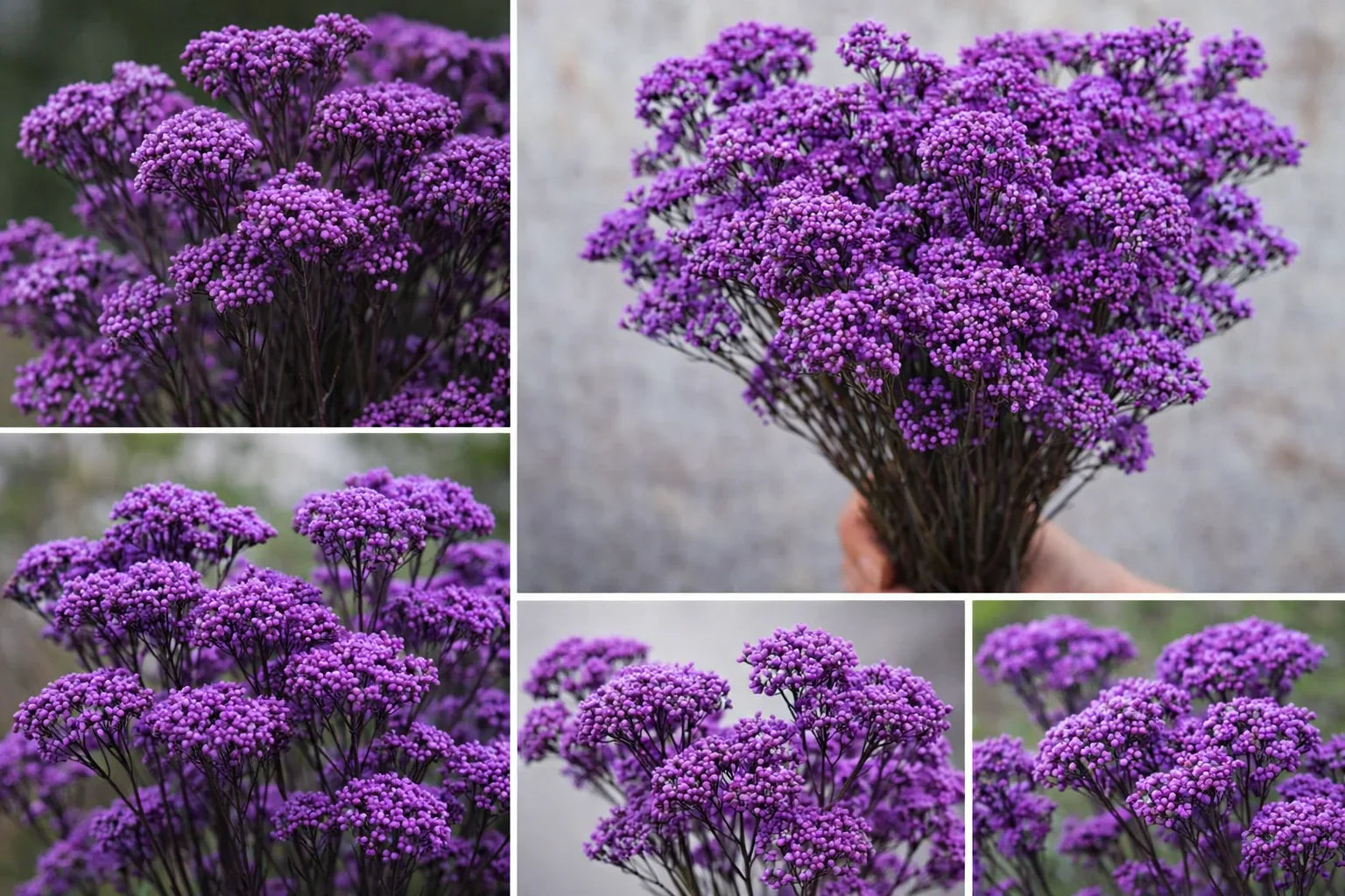 Rice flower