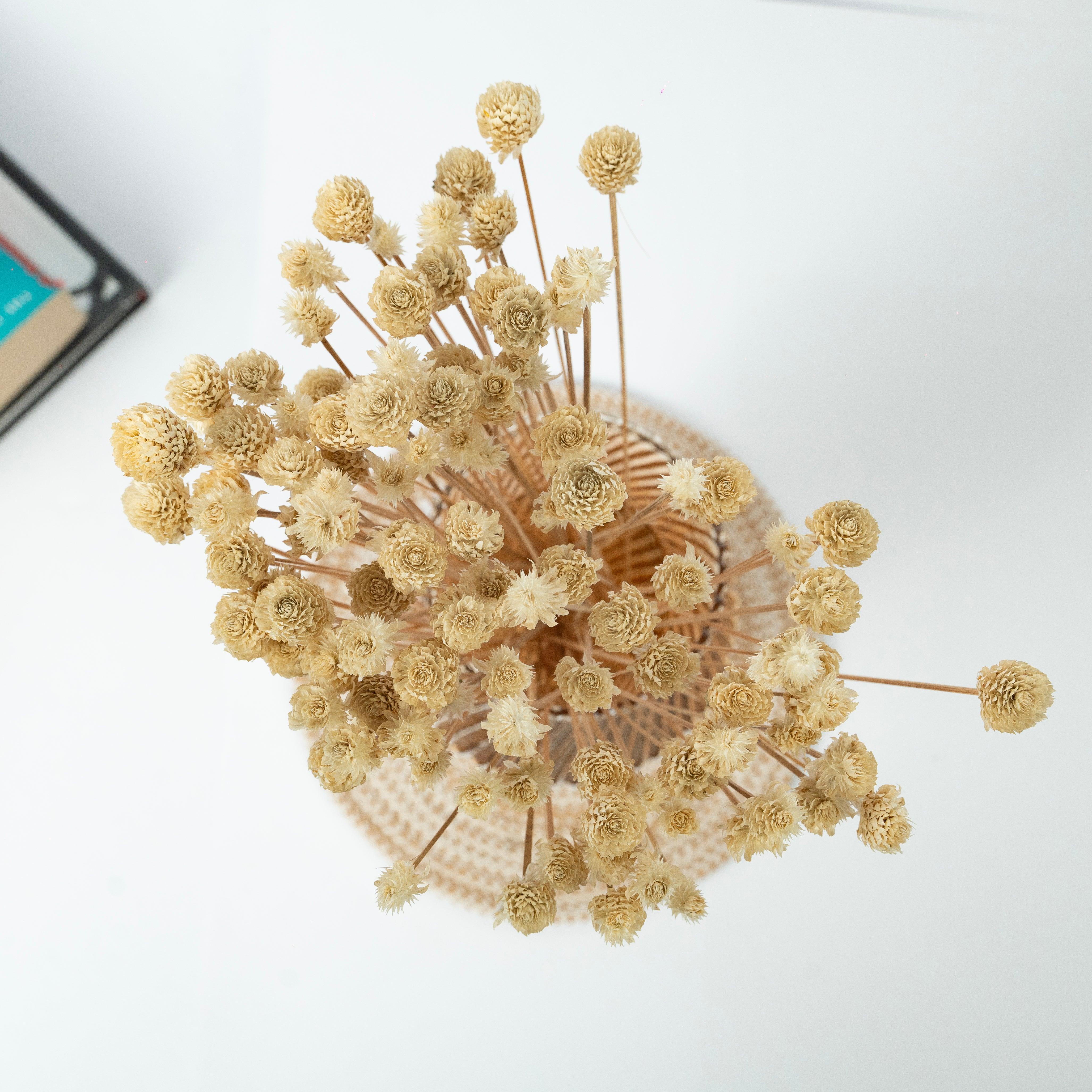 Natural Gomphrena Dried Flower | White