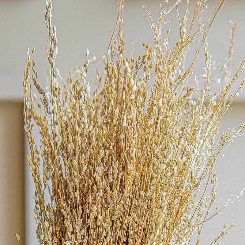 Star Grass | Natural | Dried flower