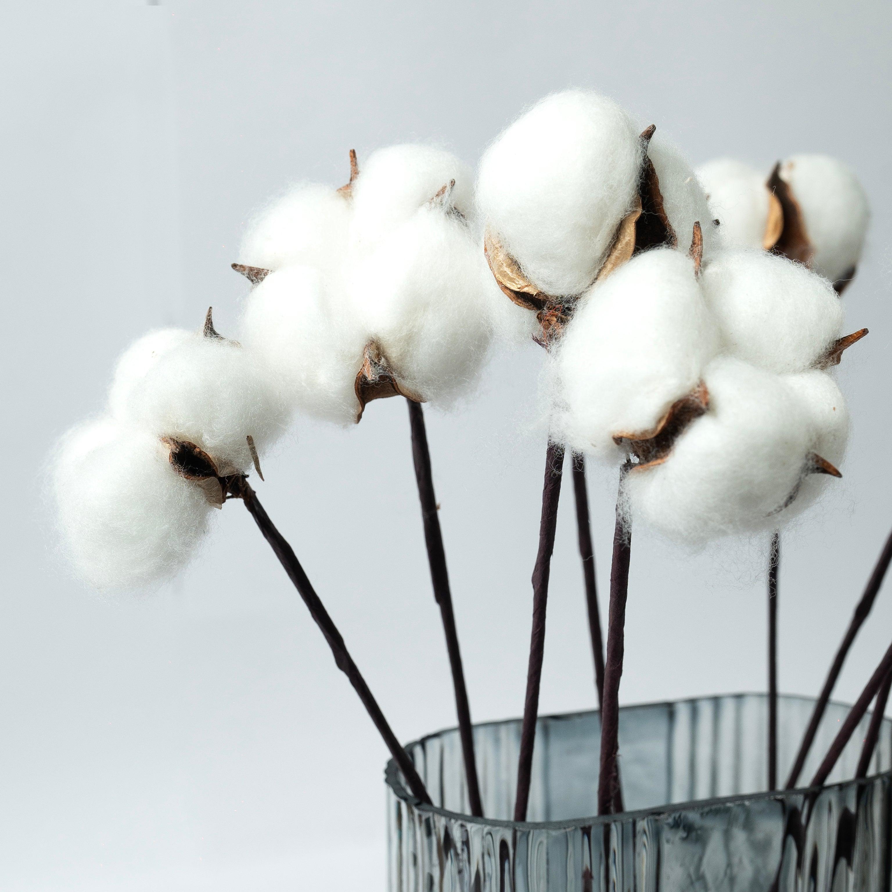Dried Cotton Stems | White |10 Pcs Sticks