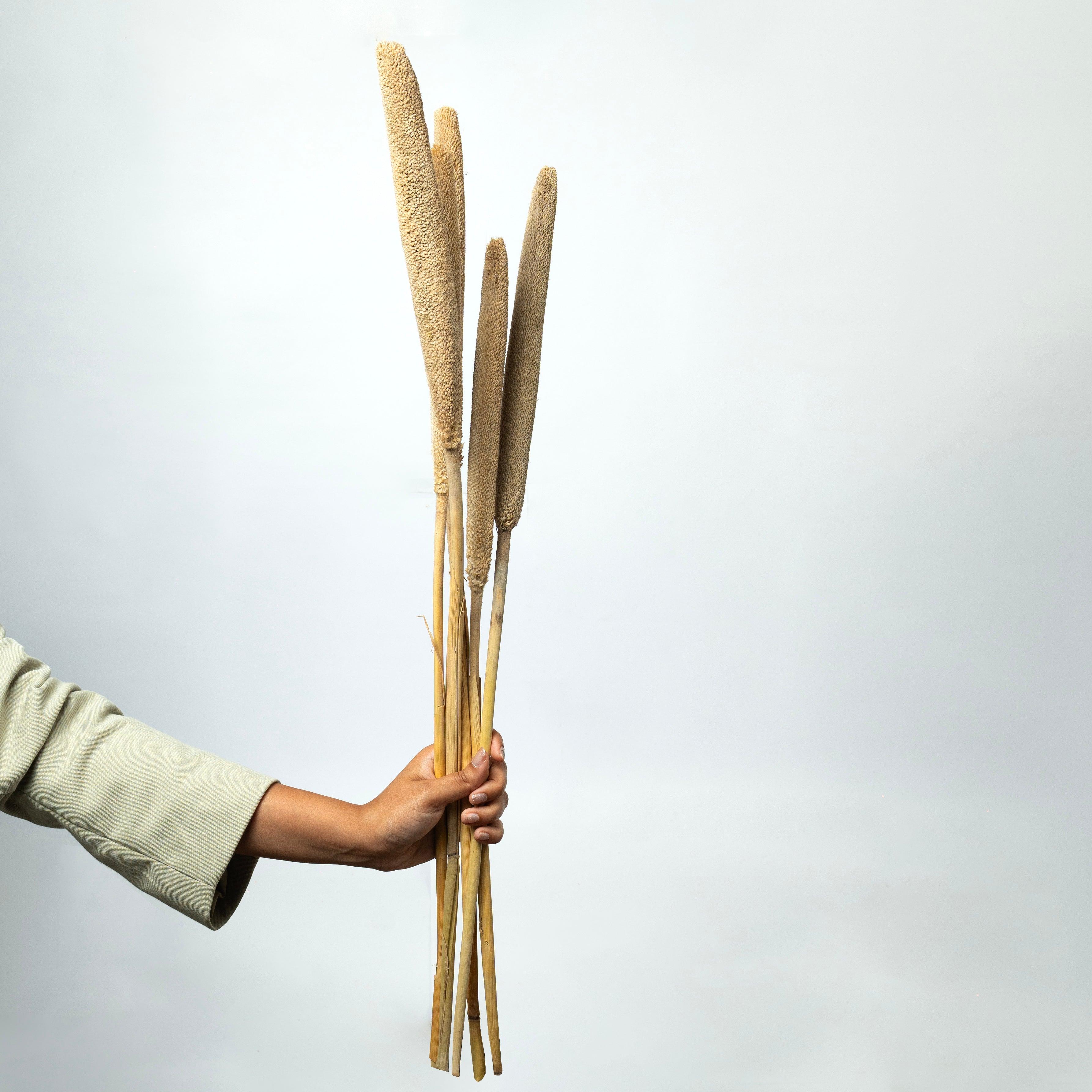 Exotic Bajra - Natural | Vase Fillers