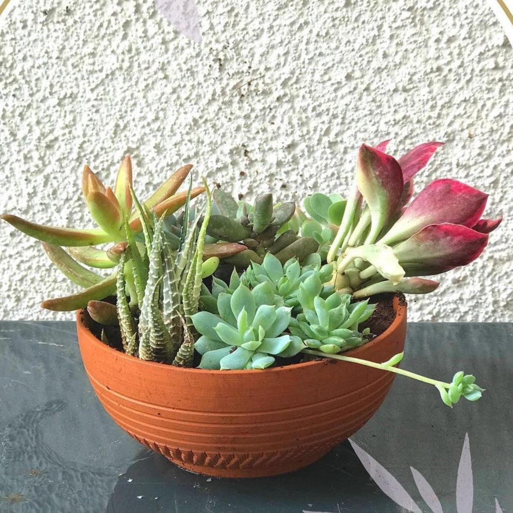 Elegant Coffee Mug Planter Set for Decorative Home Styling