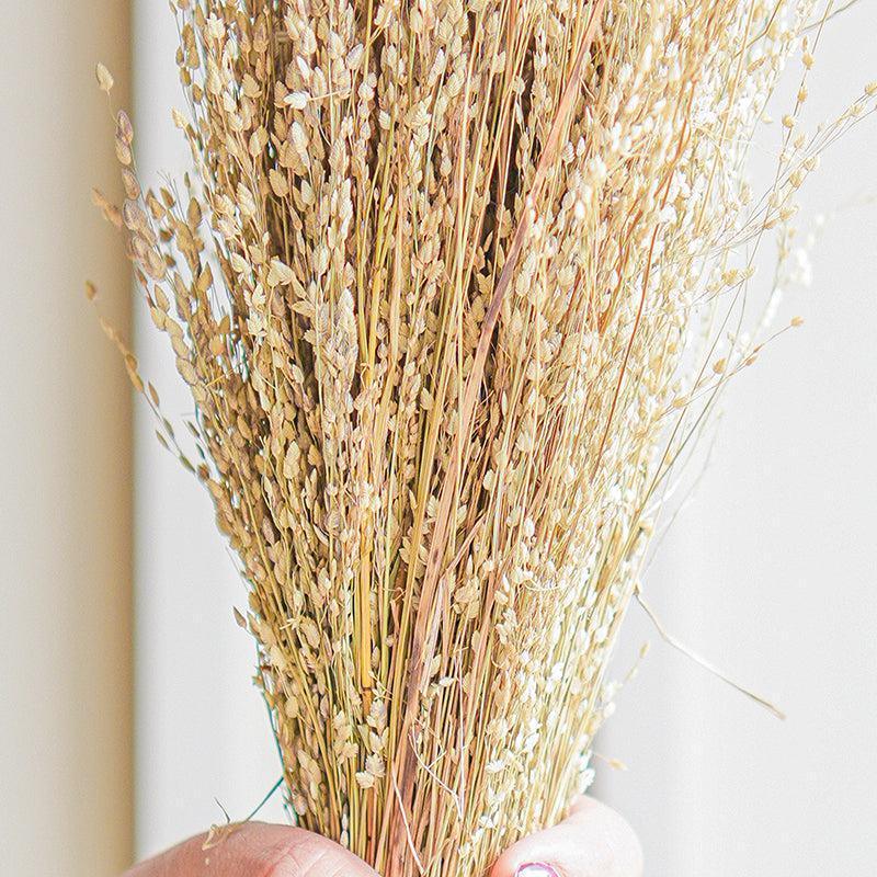 Star Grass | Natural | Dried flower