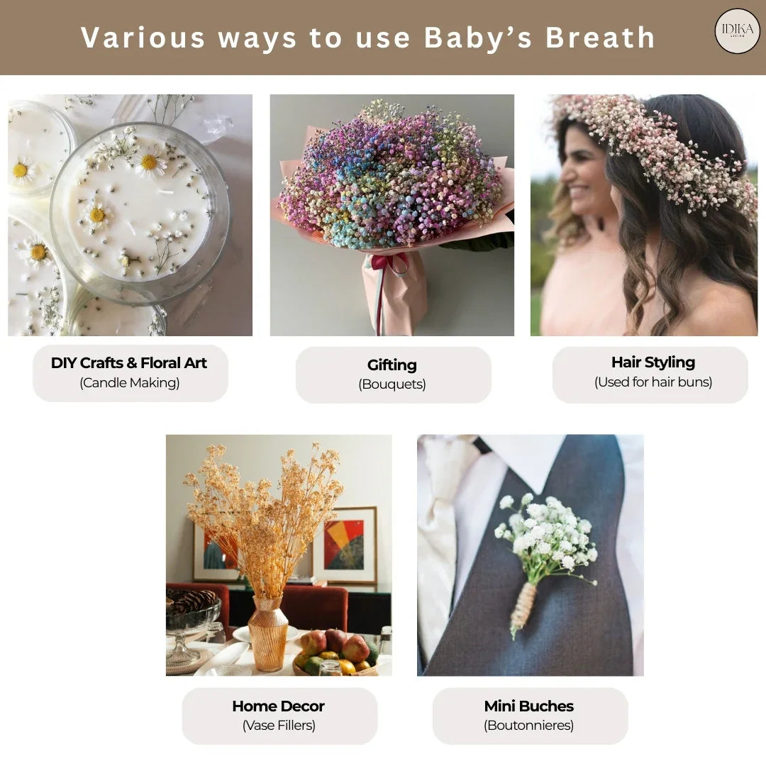 Preserved Baby's Breath