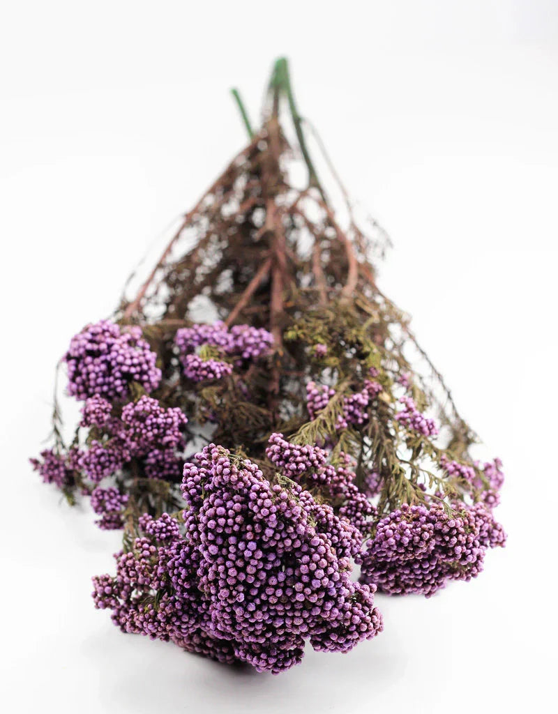 Rice flower