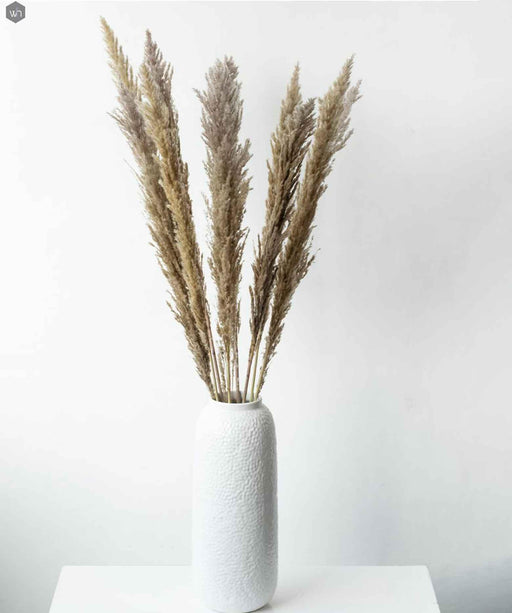 Buy Dried Flowers & Fragrance - White & Brown Natural Dried Pampas Grass For Vase & Decor by Purezento on IKIRU online store