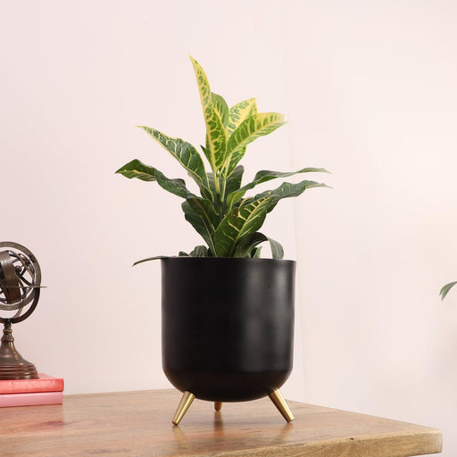 Buy Indoor Planters - Black And Golden Planter Stand for Indoor Plants & Living Room by Pristine Interiors on IKIRU online store