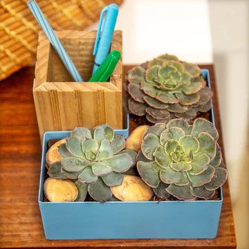 Buy Indoor Planters - Shimon Unique Multifunctional Indoor Planter With Wooden Pen Holder | Decorative Stand For Home Decor by Restory on IKIRU online store
