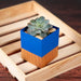 Buy Indoor Planters - Woodley Blue & Brown Decorative Indoor Planter For Table Decor & Gifting by Restory on IKIRU online store