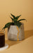 Buy Vase - Mini Concrete Table Top Planter | Decorative Flower Vase For Home Decoration by Kaksh Studio on IKIRU online store